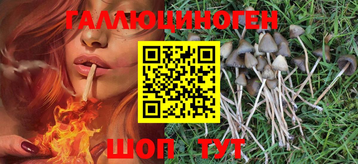 Краснокамск  Галлюциногенные грибы Psilocybe  Вход с VPN 